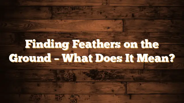 Finding Feathers on the Ground