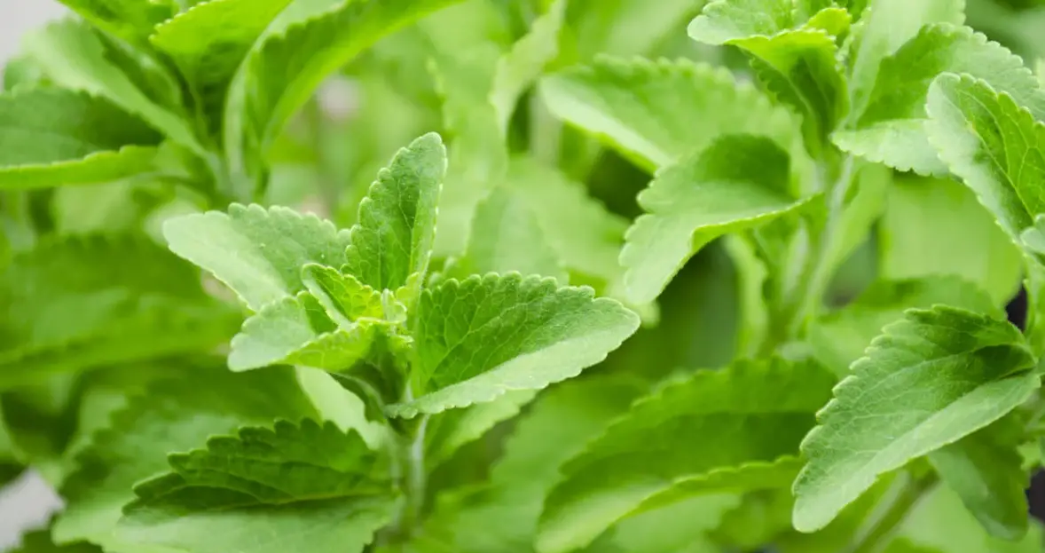 How long does stevia stay in your body