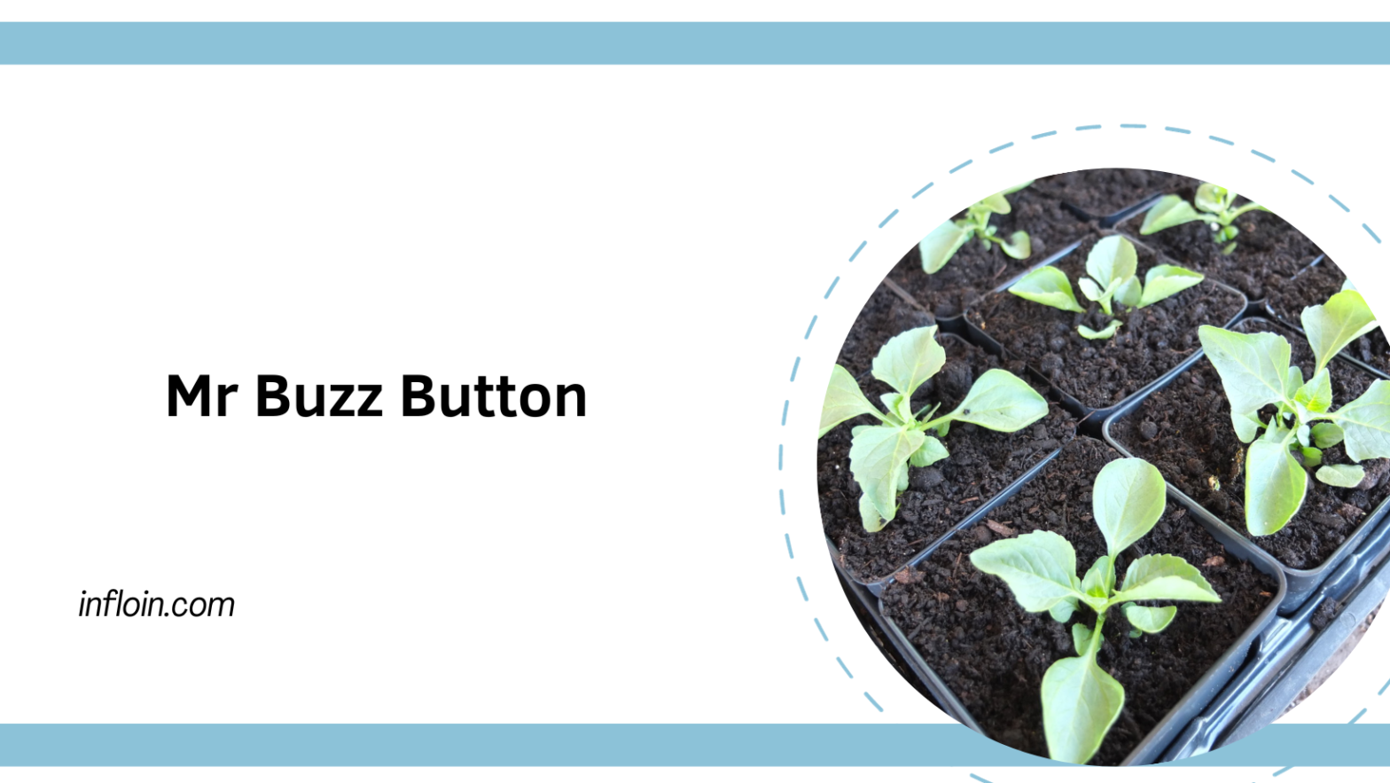 mr buzz button