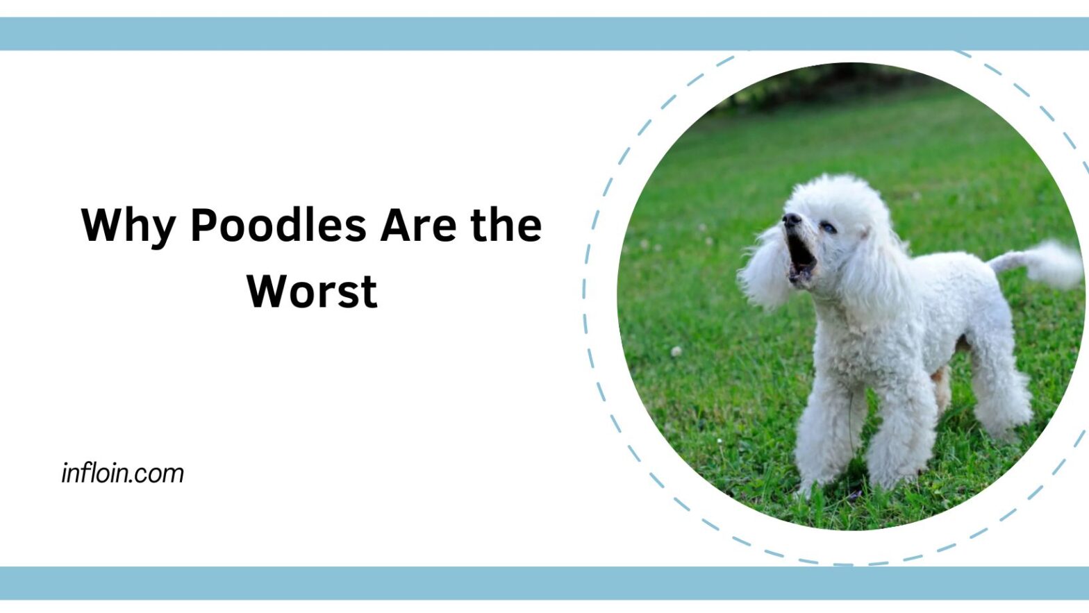 Why Poodles Are the Worst
