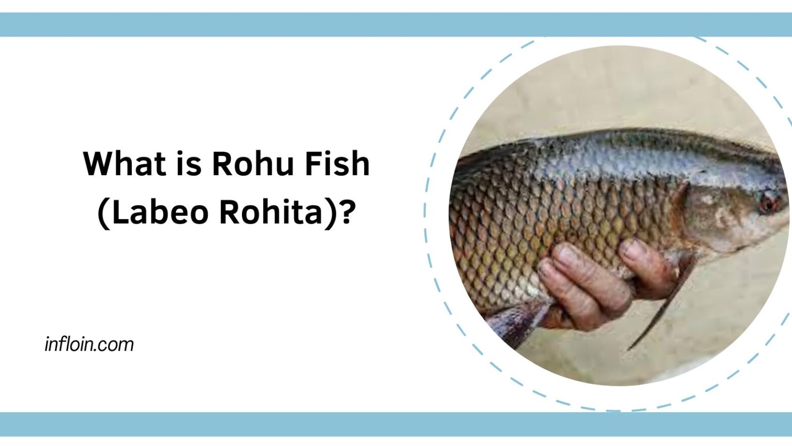 What is Rohu Fish (Labeo Rohita)